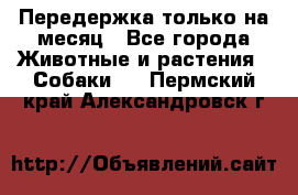 Передержка только на месяц - Все города Животные и растения » Собаки   . Пермский край,Александровск г.